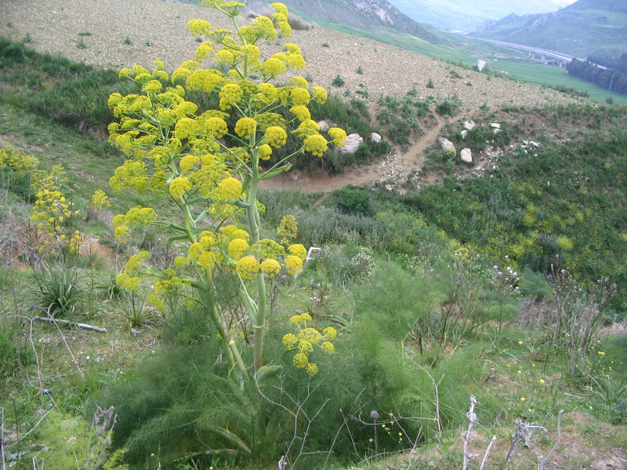 Image of Giant Fennel