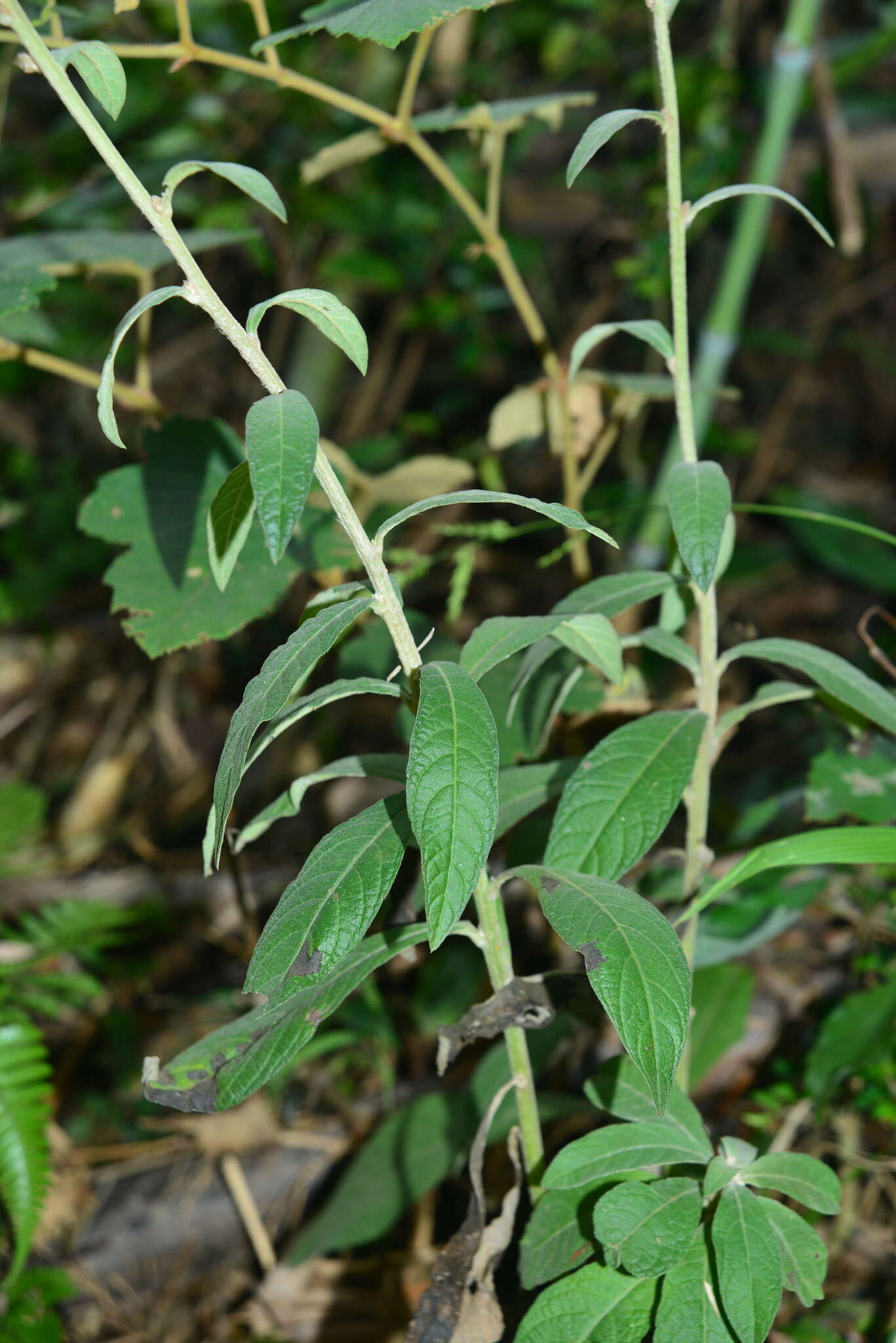 Image of Blumea formosana Kitam.