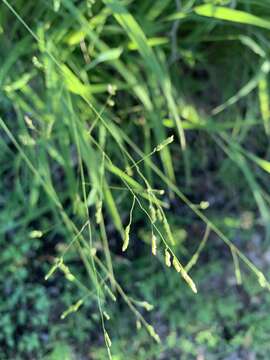 Image of bunch cutgrass