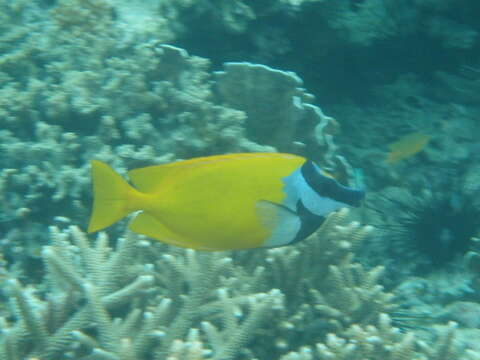 Image of Foxface rabbitfish