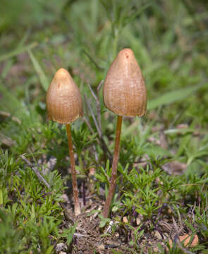 Image de Psilocybe mexicana R. Heim 1957