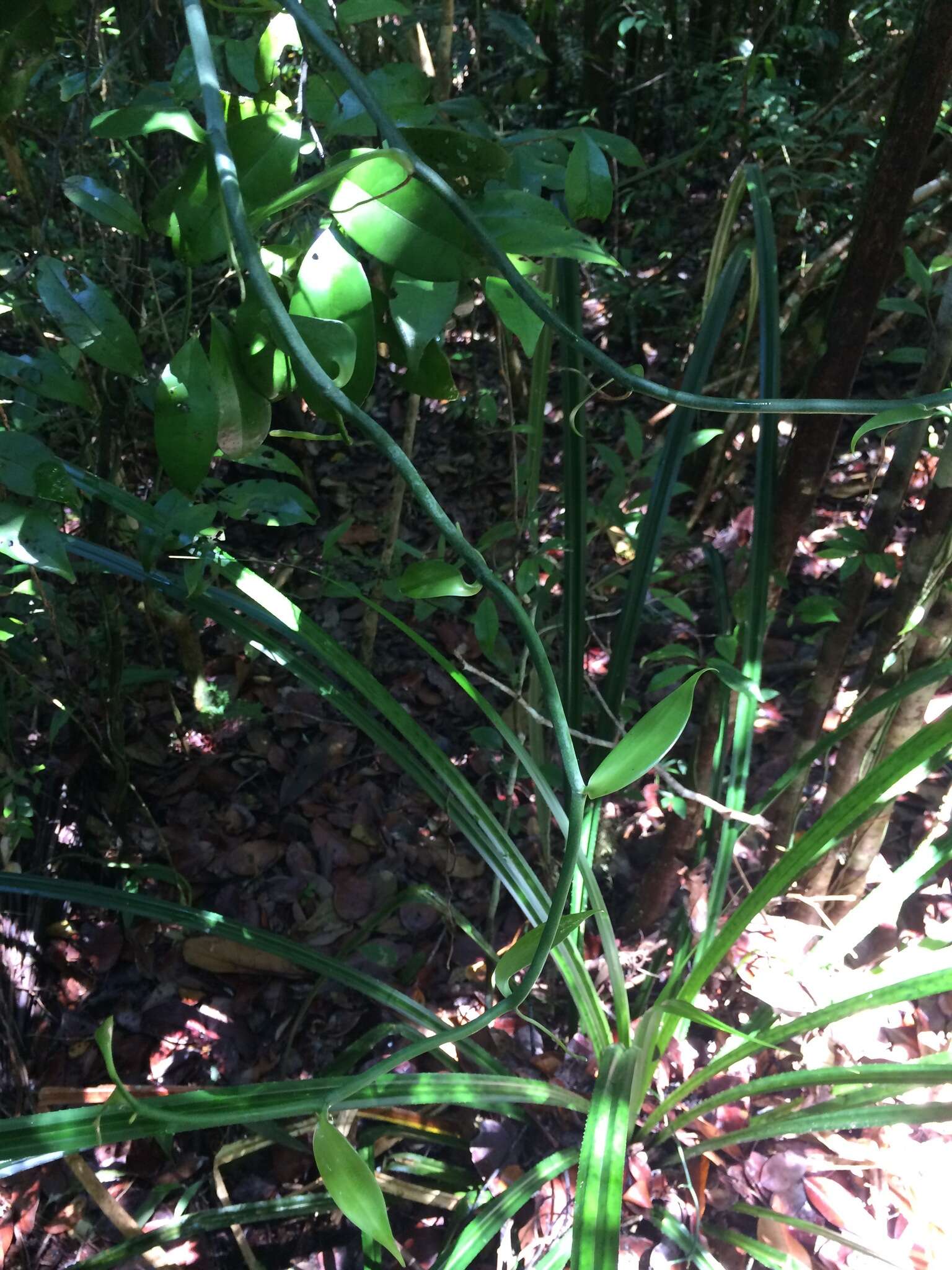 Image of Vanilla coursii H. Perrier