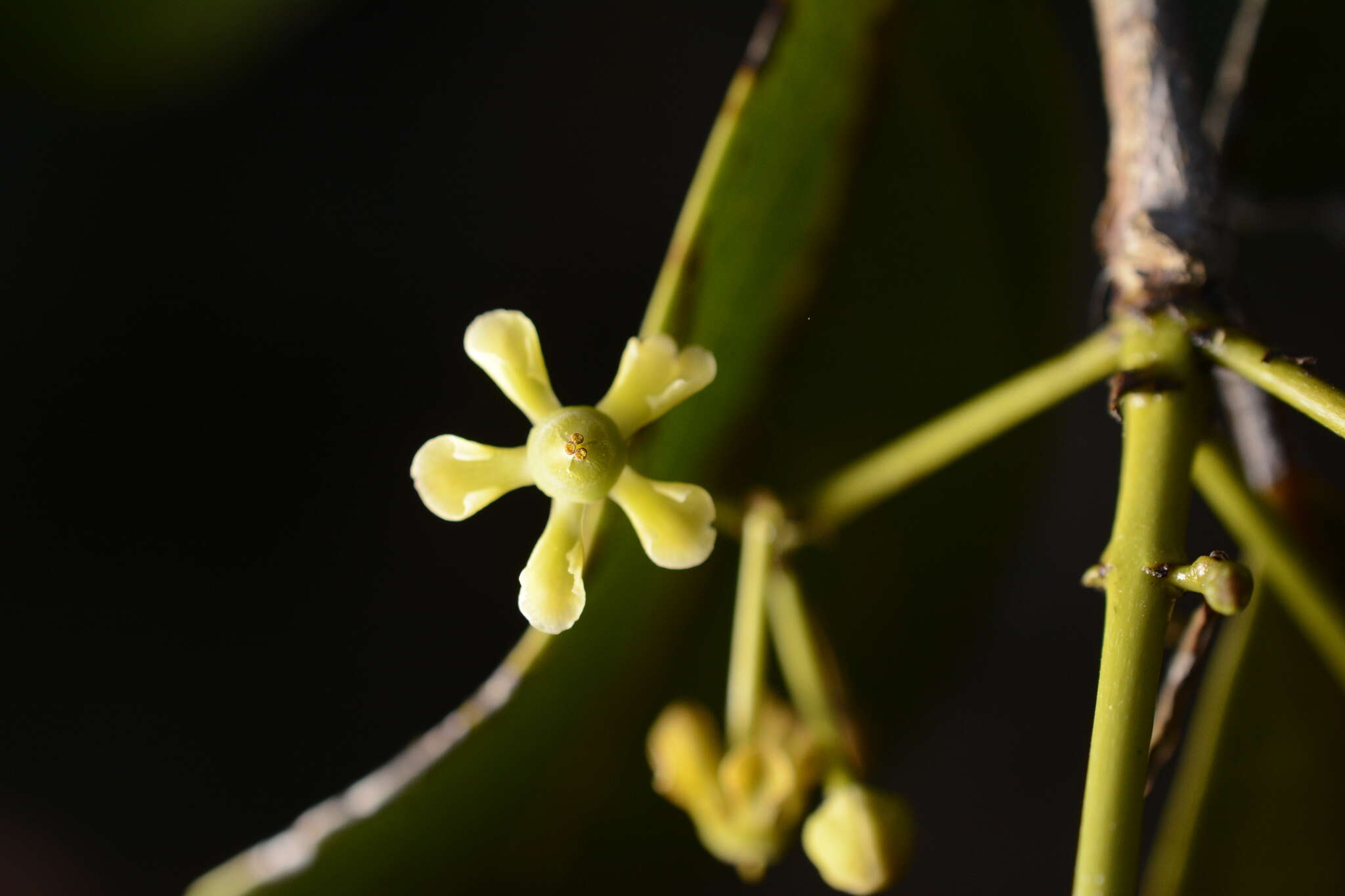 Image of Pristimera arnottiana (Wight) R. H. Archer