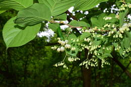 Plancia ëd Pterostyrax corymbosus Siebold & Zucc.