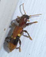 Image of Priocera