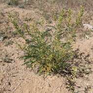 Imagem de Astragalus lentiginosus var. maricopae Barneby