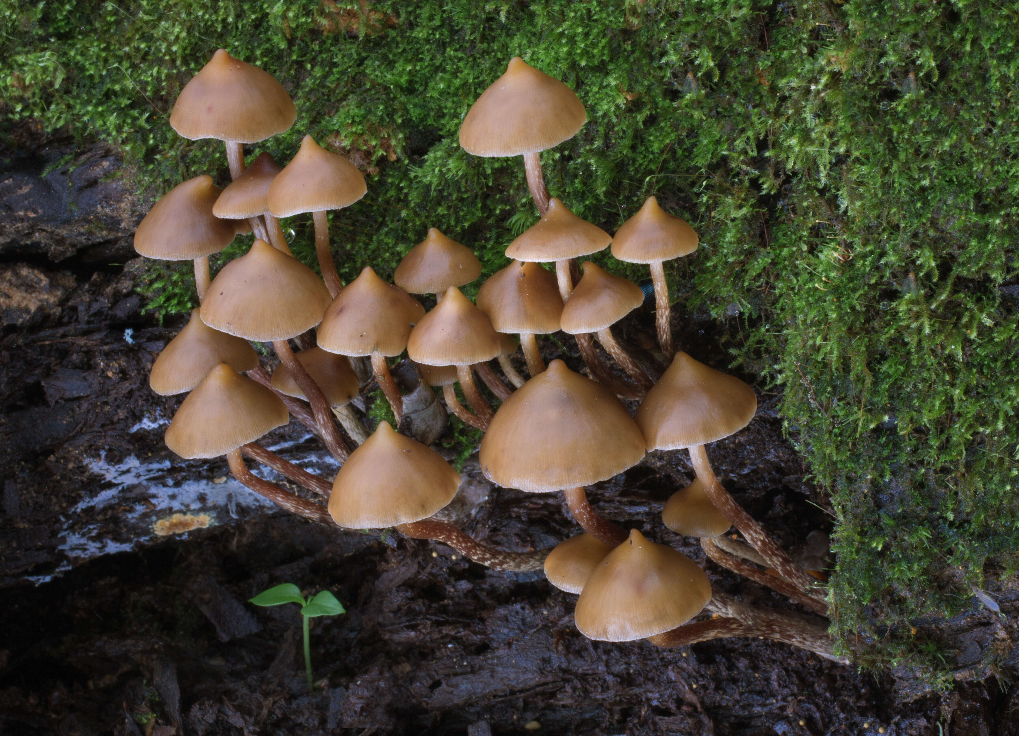 Image of Psilocybe yungensis Singer & A. H. Sm. 1958