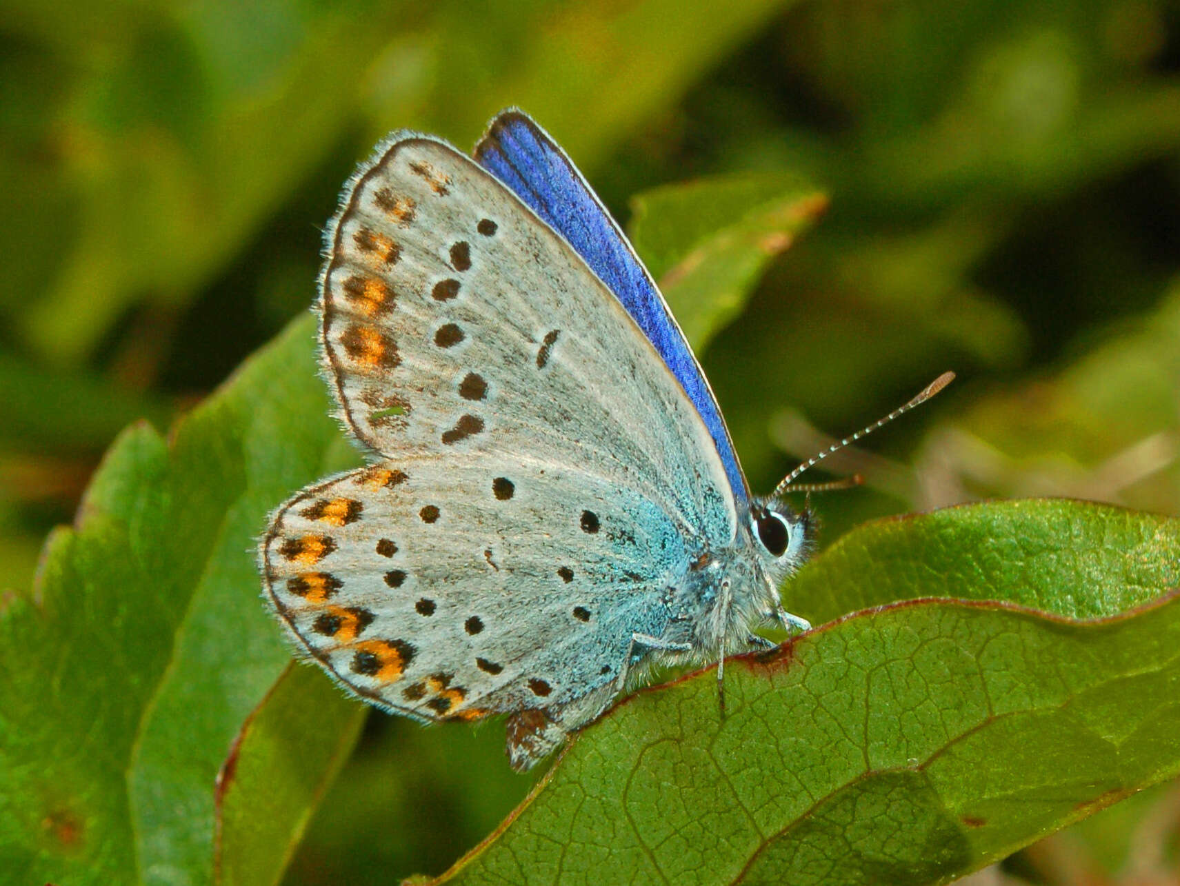 Image of Plebejus argyrognomon (Bergsträsser (1779))