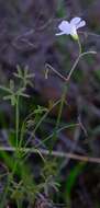 Image of Oxalis livida var. altior T. M. Salter