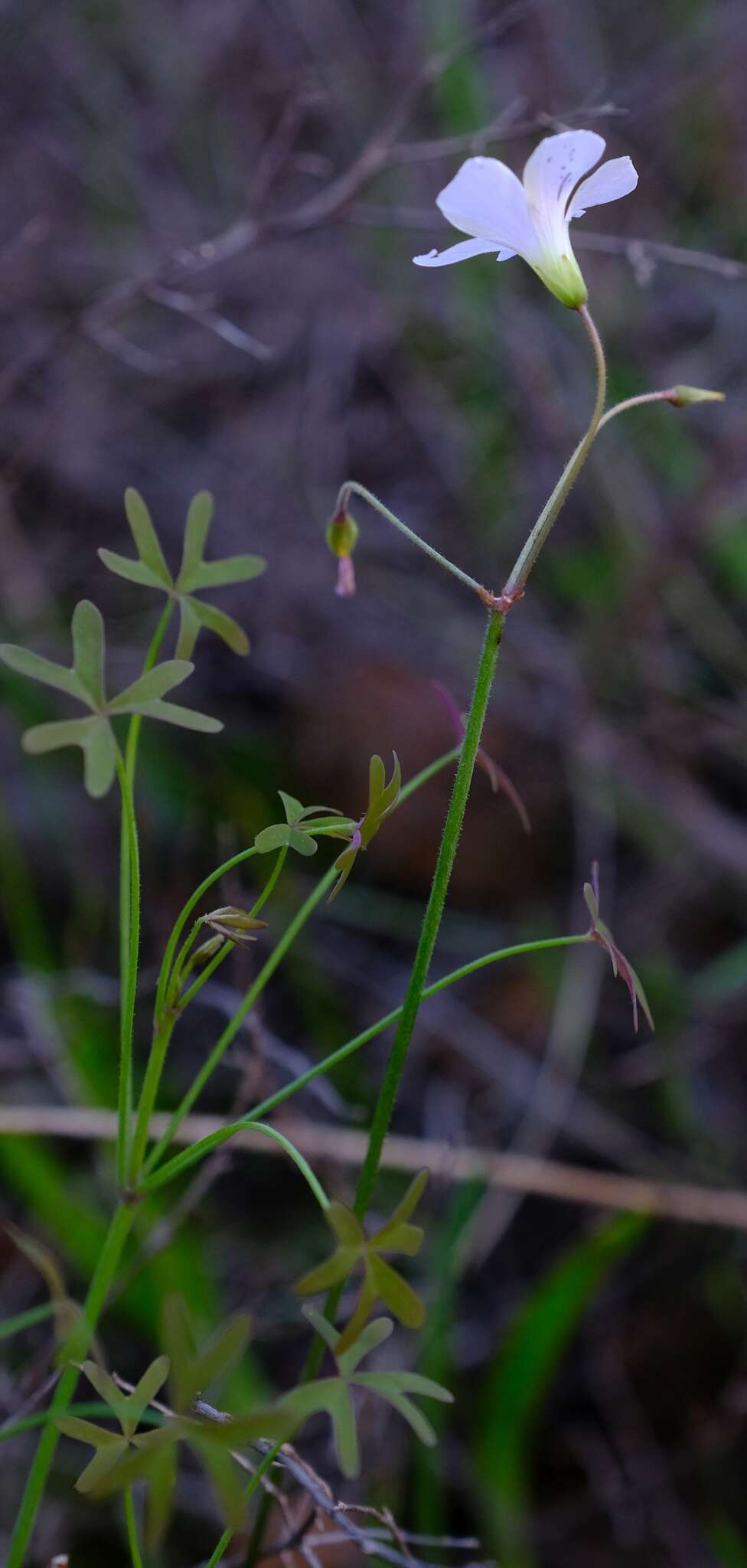 Image of Oxalis livida var. altior T. M. Salter