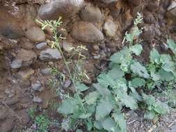 Nicotiana paniculata L. resmi