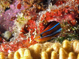 Image of Bluestriped Blenny