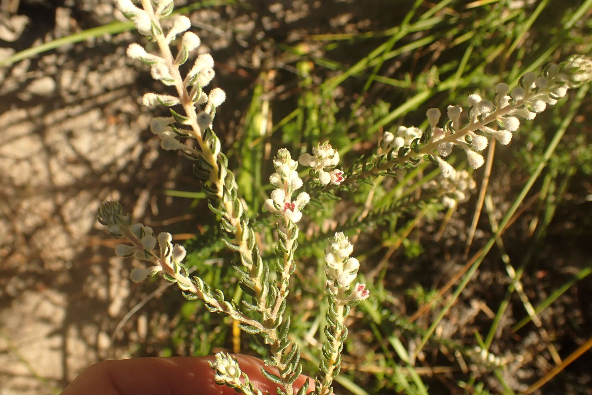 Image of Phylica axillaris var. axillaris