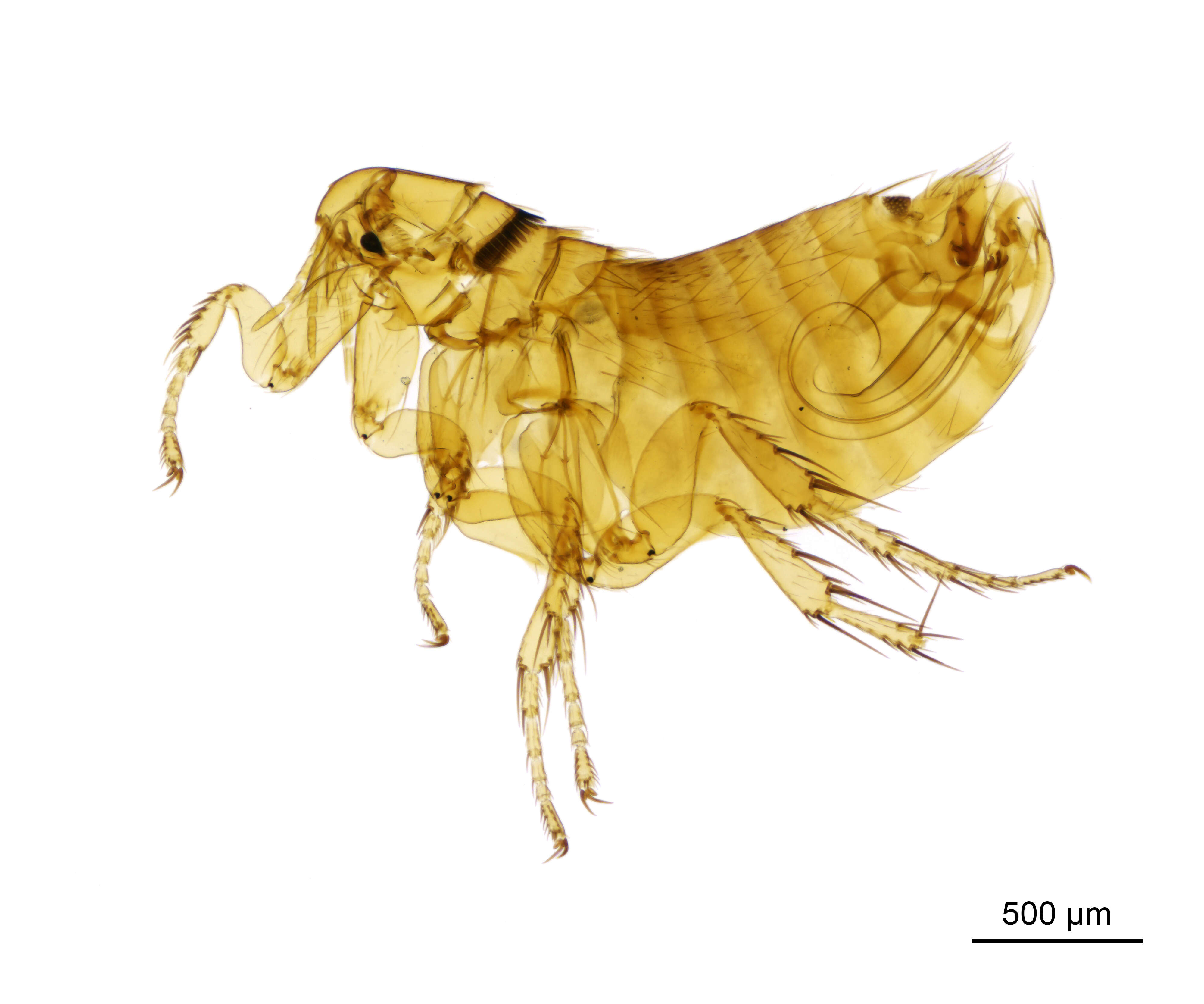 Image of Ceratophyllus fionnus Usher 1968