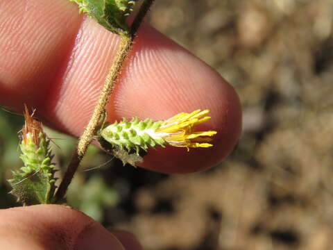 Image of sawtooth goldenbush