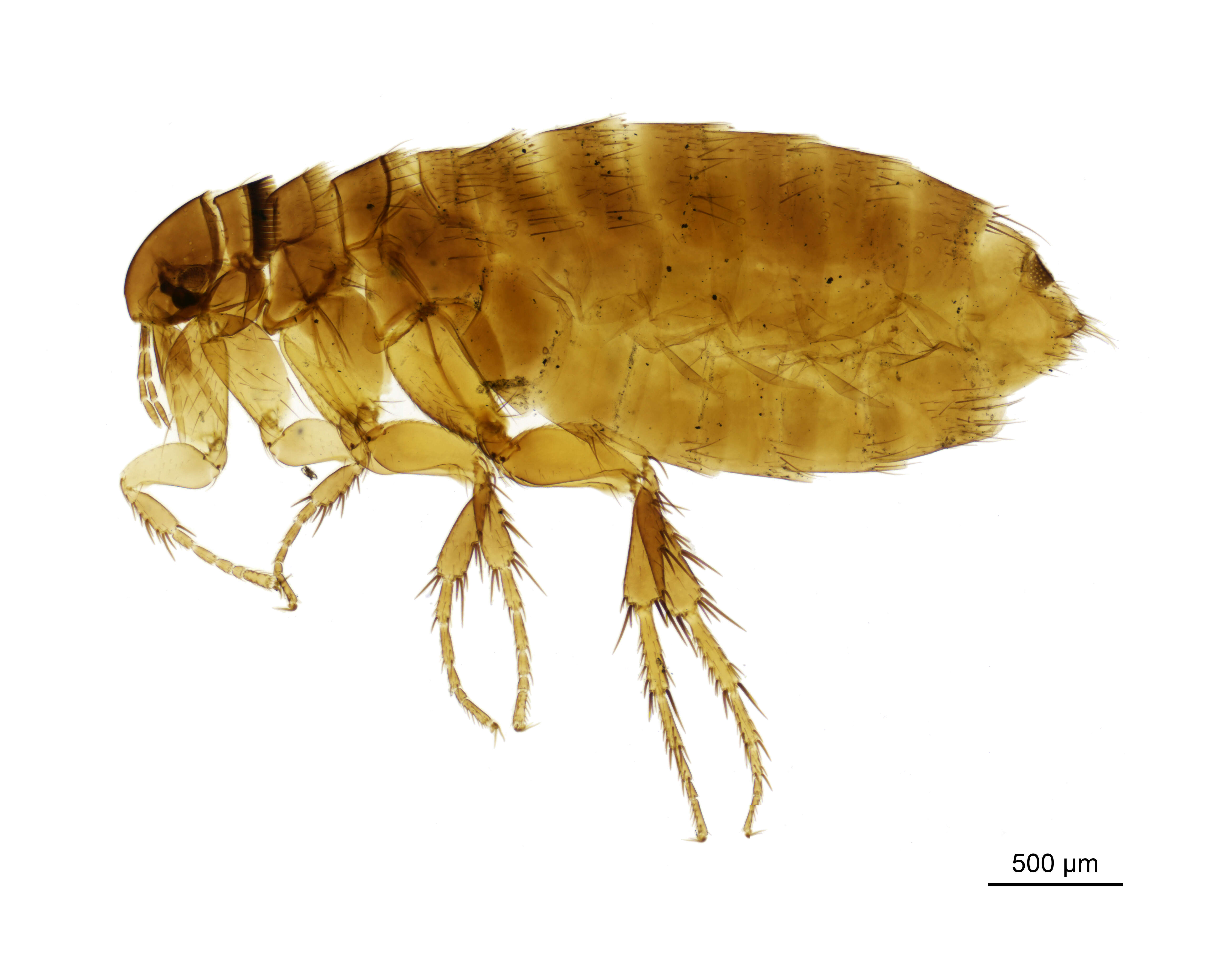 Ceratophyllus garei Rothschild 1902 resmi