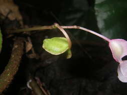 Image of Begonia jingxiensis D. Fang & Y. G. Wei