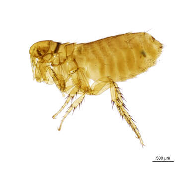 Image of Ceratophyllus columbae (Gervais 1844)