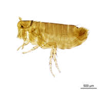 Ceratophyllus vagabundus (Boheman 1866) resmi