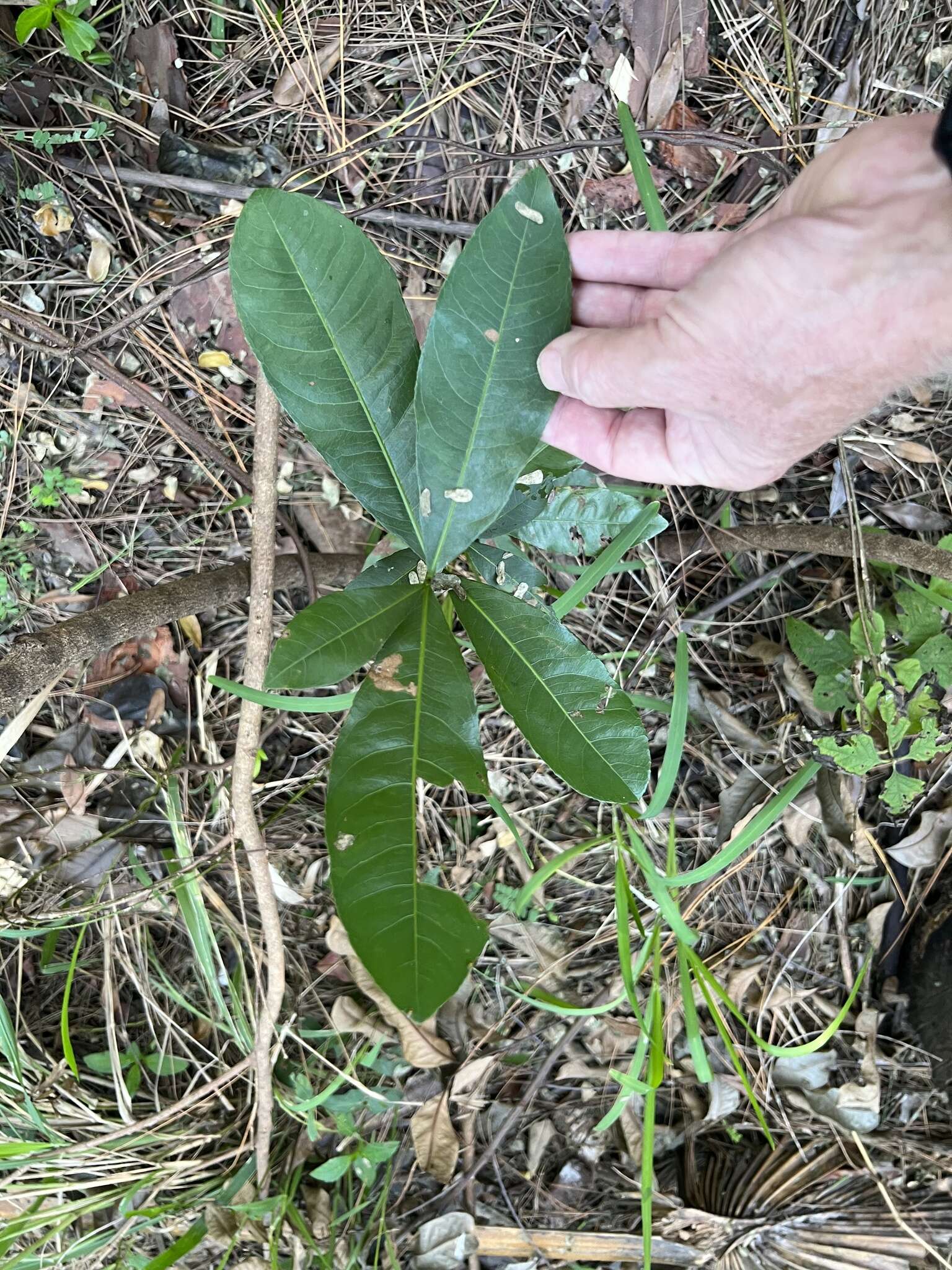 Image of Large-flowered ochna