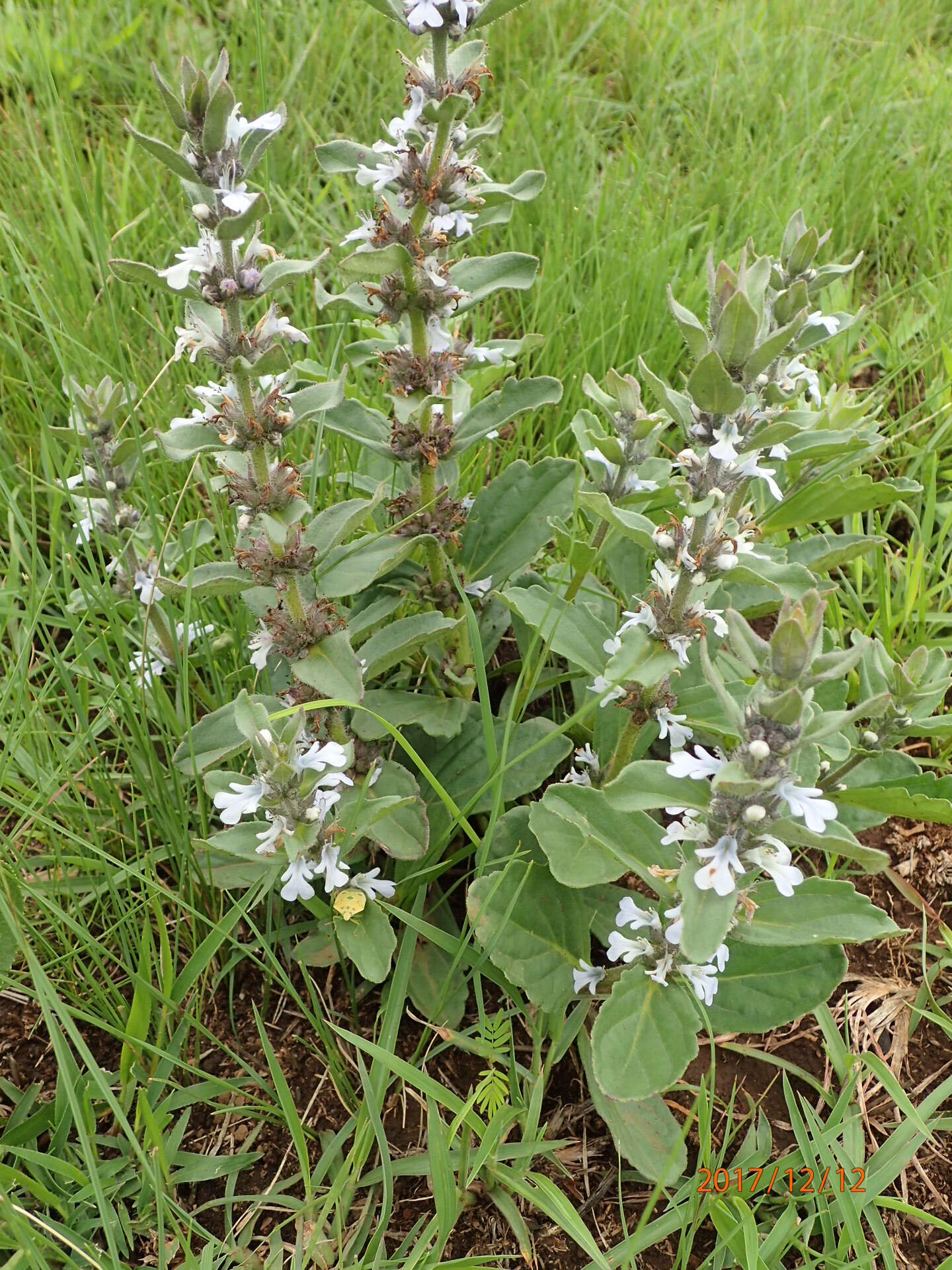 Image of Bugle plant