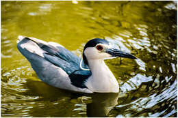 Image of Night Herons