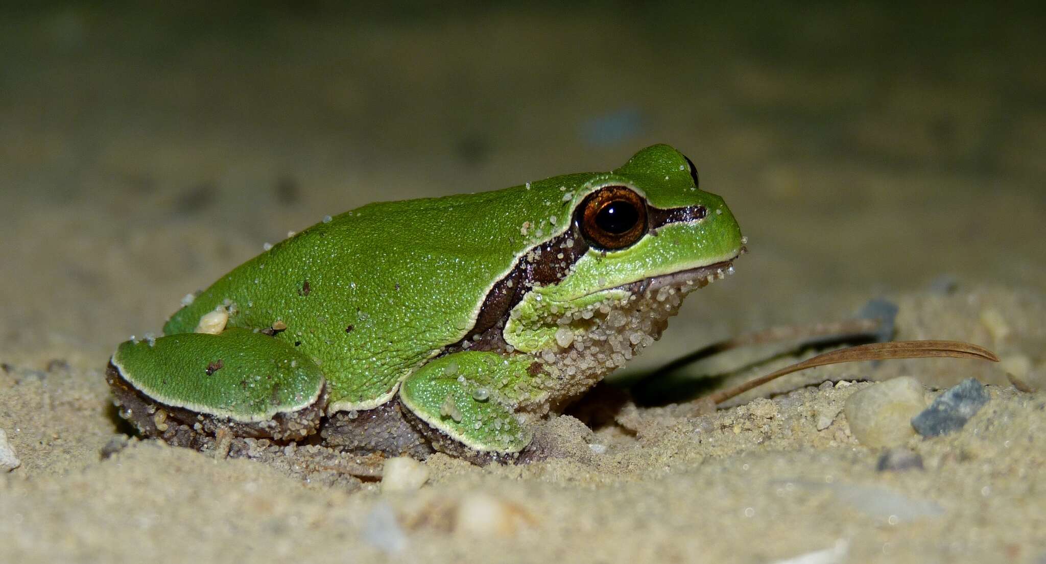 Image of Pine Barrens Treefrog