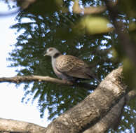 Image of Adamawa Turtle Dove