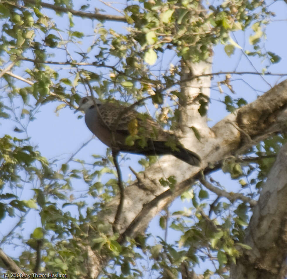Image of Adamawa Turtle Dove