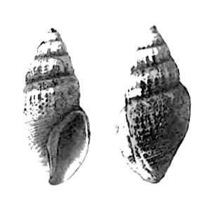 Image de Curtitoma trevelliana (W. Turton 1834)