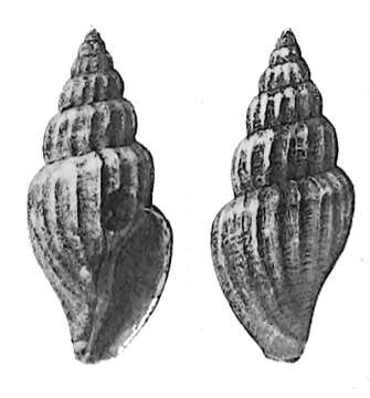 Image of Propebela scalaris (Møller 1842)