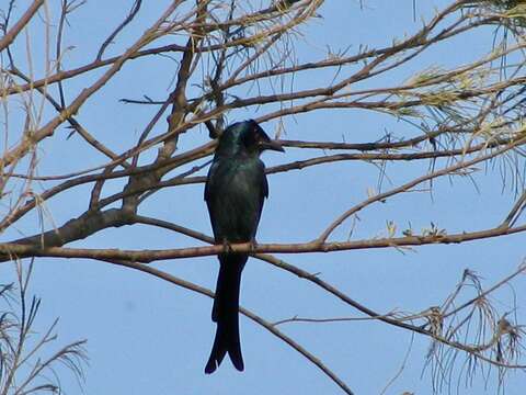 Dicrurus macrocercus macrocercus Vieillot 1817的圖片