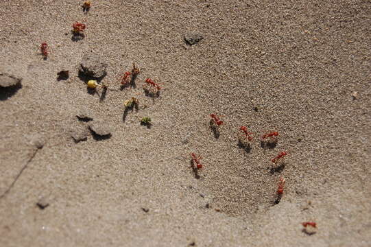 Image of Pogonomyrmex comanche Wheeler 1902