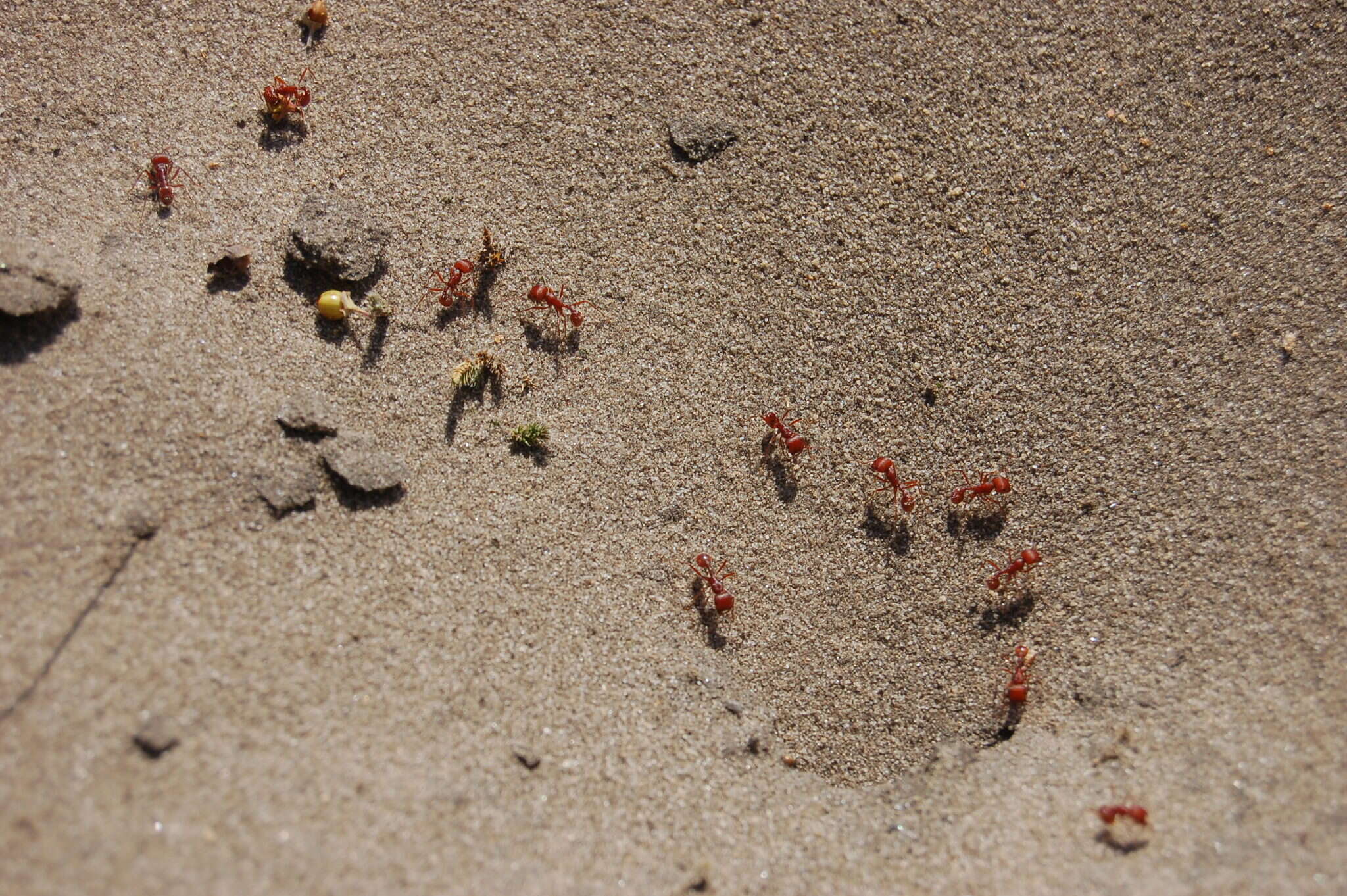 Image of Pogonomyrmex comanche Wheeler 1902