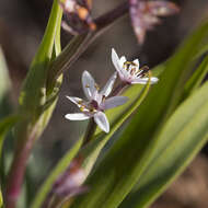 Sivun Wurmbea australis (R. J. Bates) R. J. Bates kuva