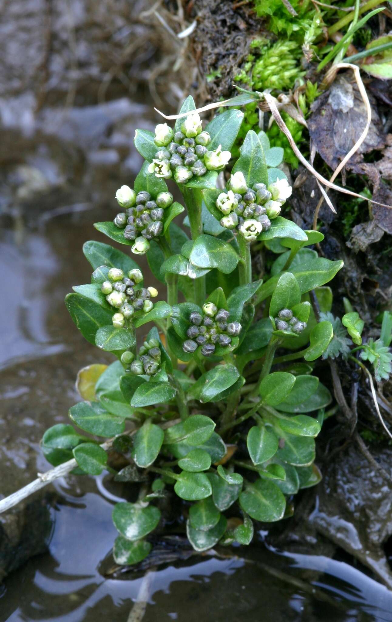 Image of Penland's eutrema