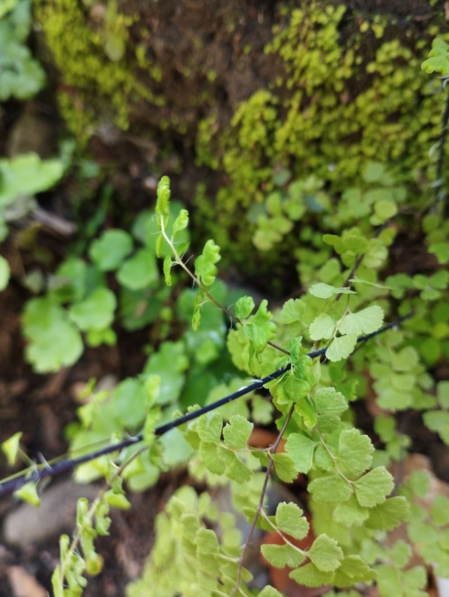 Image of Adiantum excisum Kunze