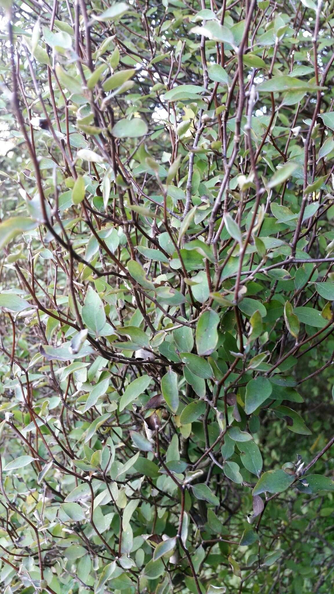 Image of Fragrant tree daisy