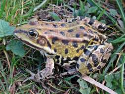 Image of Green Frogs; Water Frogs