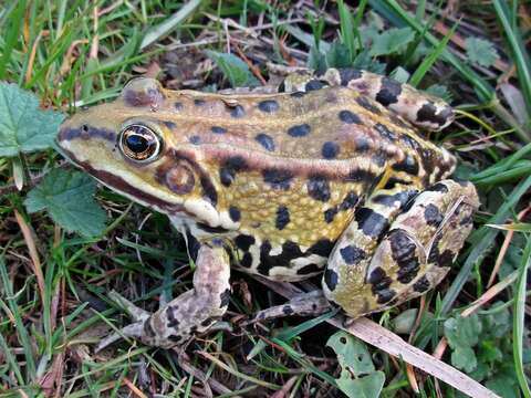 Image of Green Frogs; Water Frogs