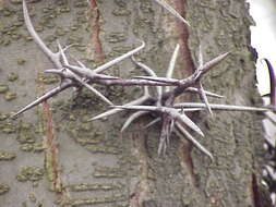 Image of Chinese honeylocust