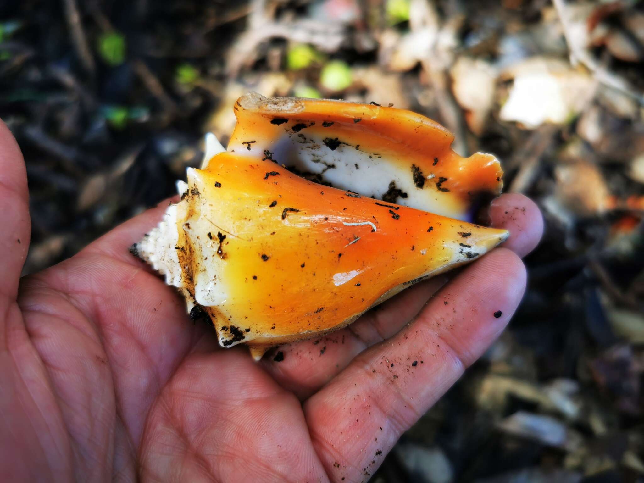 Image of West Indian fighting conch