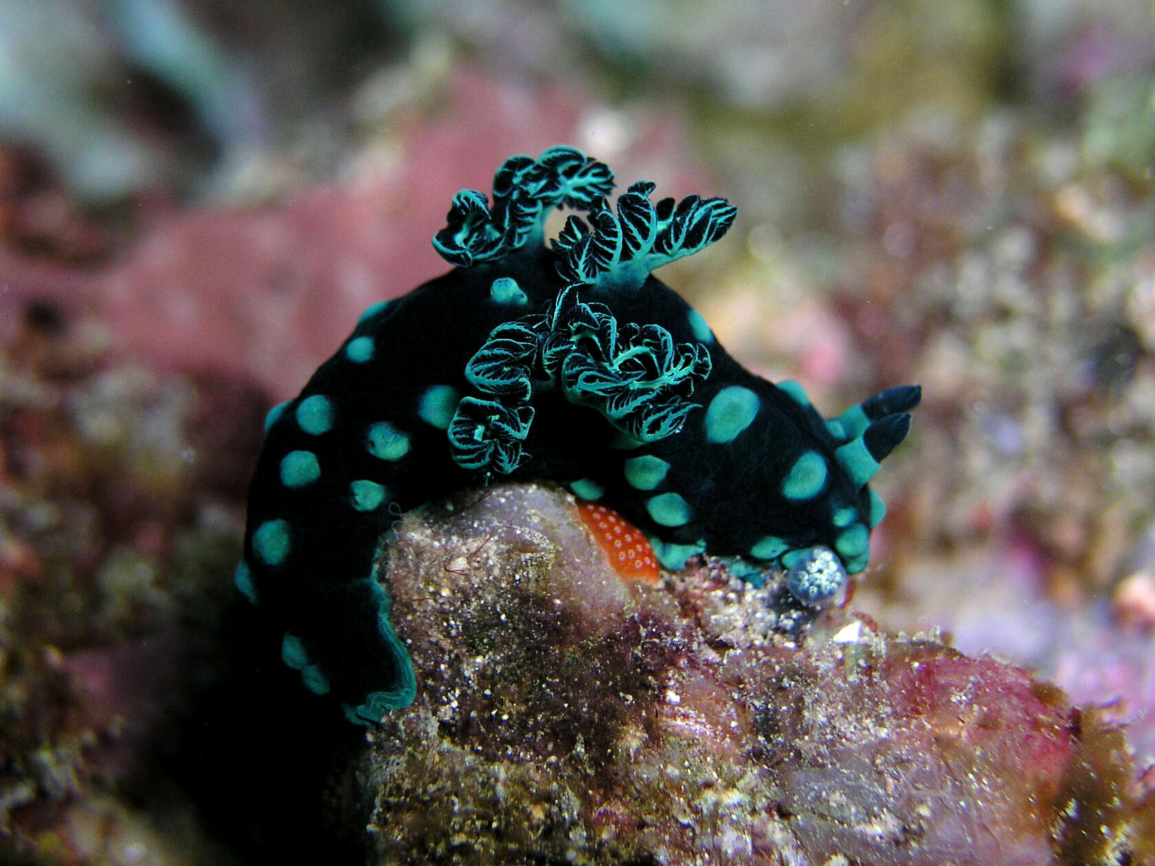 Image of Green spot black slug