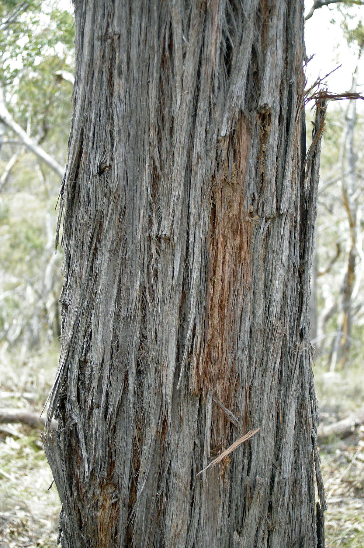 صورة Eucalyptus macrorhyncha F. Müll.