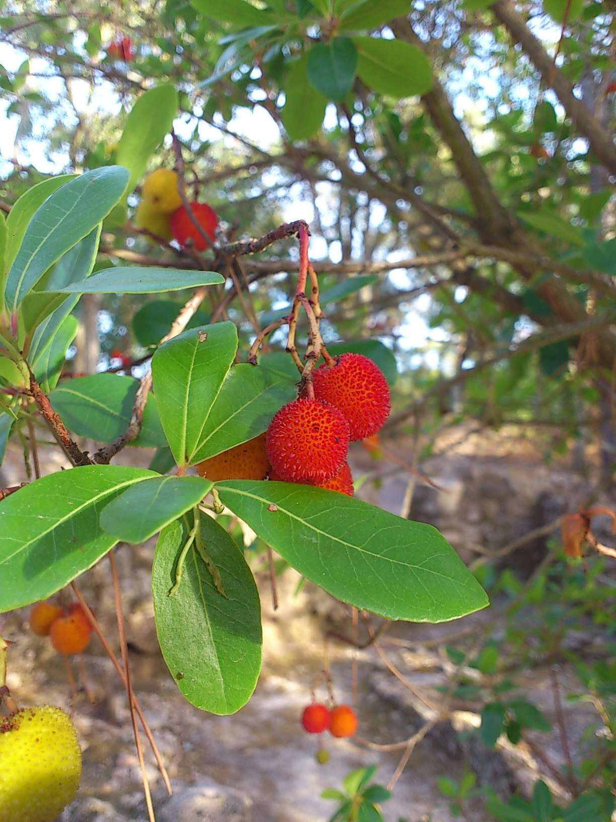 Image of strawberry tree