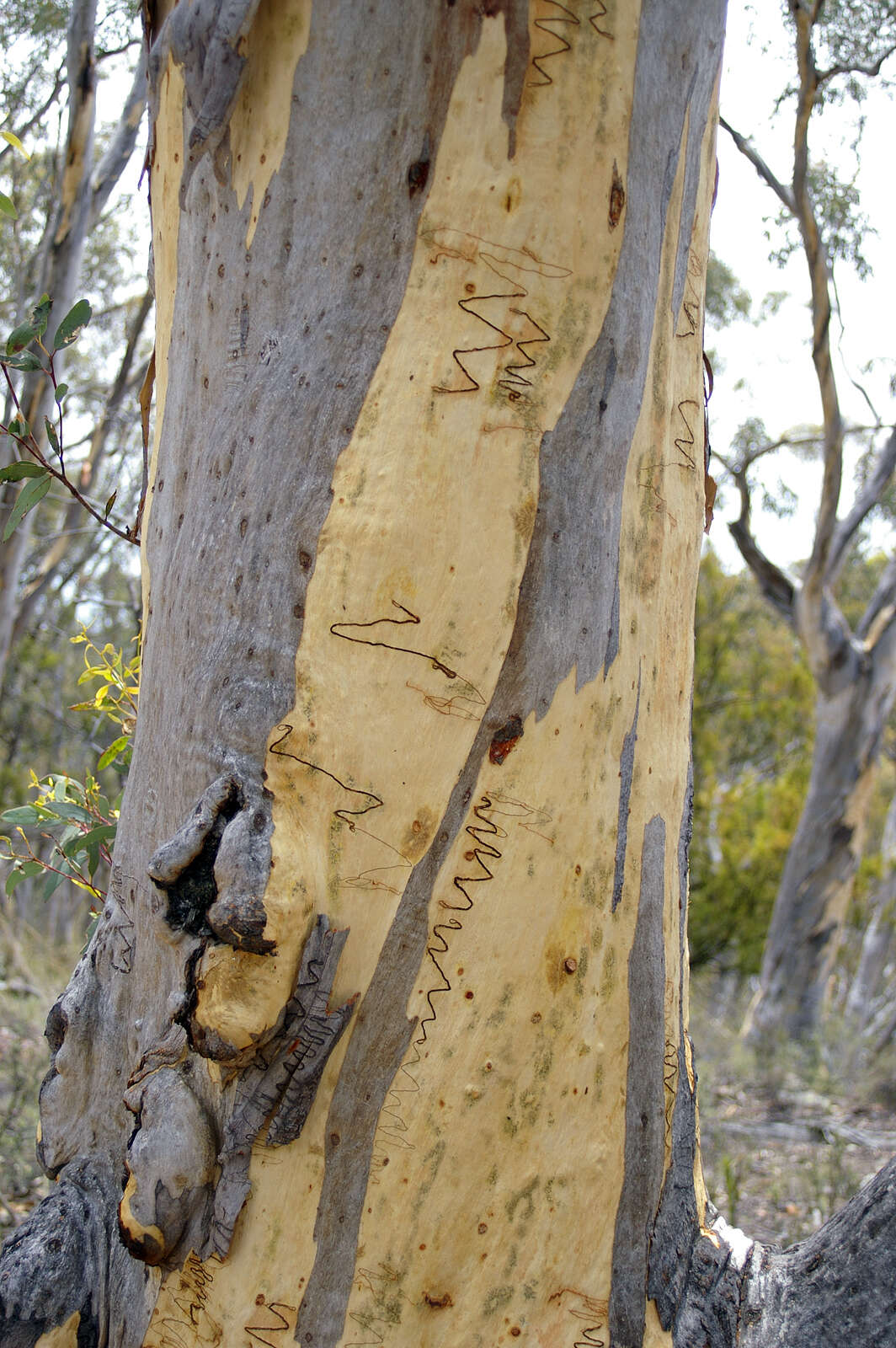 Eucalyptus haemastoma Sm. resmi