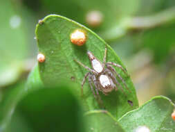 Image of Oxyopes niveosigillatus Mello-Leitão 1945