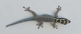 صورة Lygodactylus mombasicus Loveridge 1935