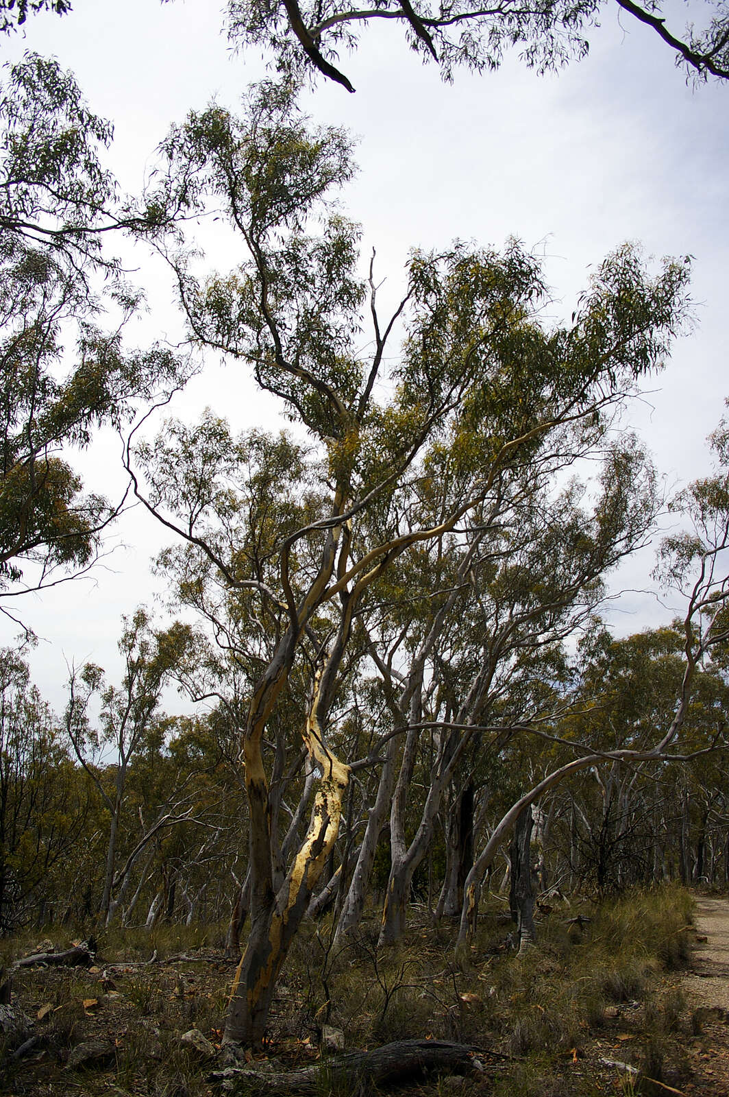 Eucalyptus haemastoma Sm. resmi