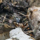 Image of Cinclus cinclus leucogaster Bonaparte 1850